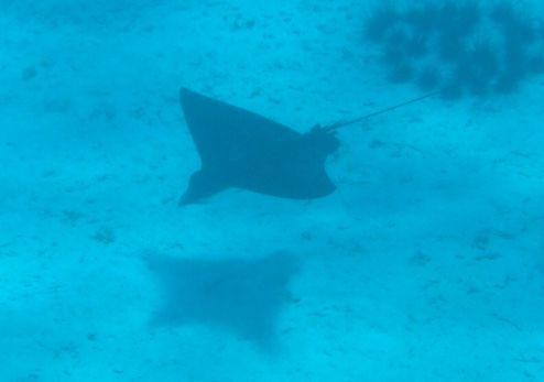 Eagle Ray